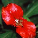 Il bianco del fiore - Panama 2005